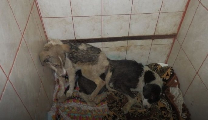 В Перми по факту истязания животных в муниципальном приюте возбудили уголовное дело