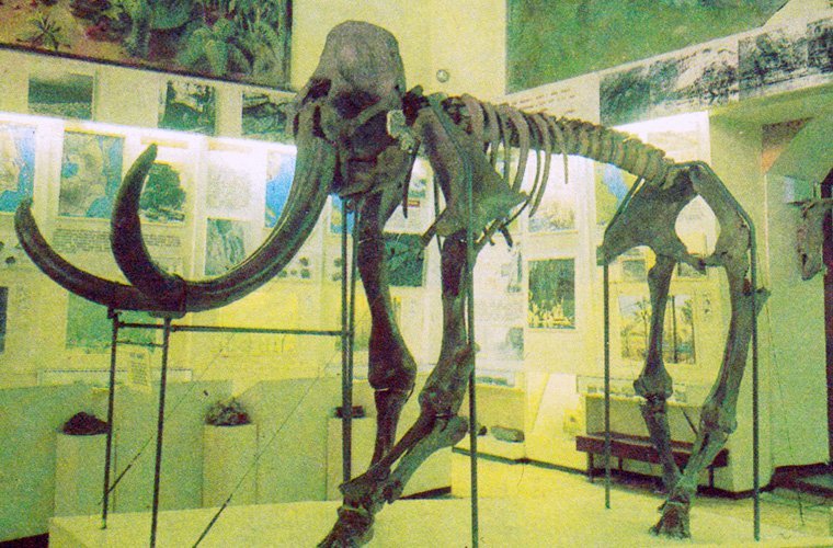 Мамонт и трогонтериевый слон — знаменитые экспонаты Музея пермских древностей