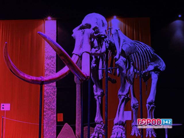 Мамонт и трогонтериевый слон — знаменитые экспонаты Музея пермских древностей