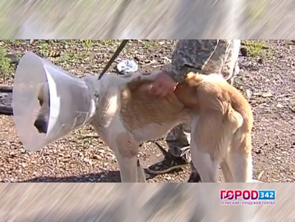 В Перми арендаторы склада на Героев Хасана привязали сторожевого пса к батарее и бросили умирать