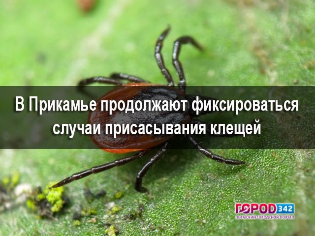 В Пермском крае продолжают фиксироваться случаи присасывания клещей