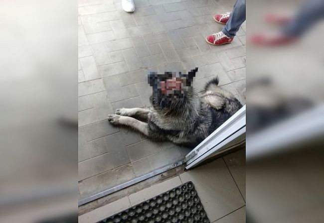 В Березниках выбросили из окна второго этажа собаку