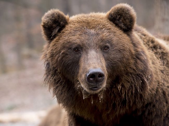 В Прикамье голодные медведи начали выходить к дачным поселкам