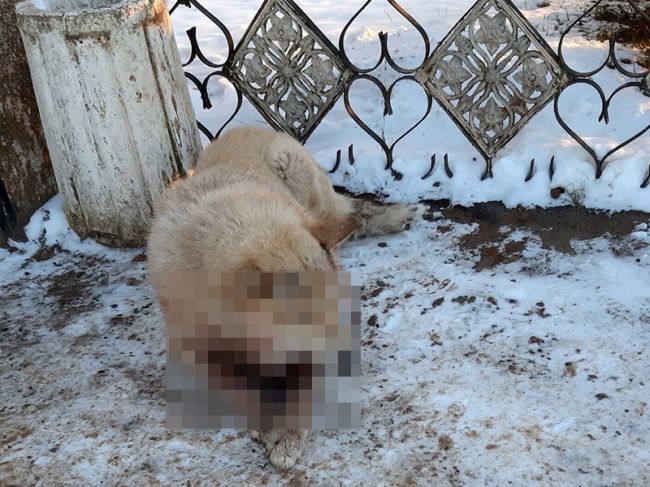 В Прикамье живодеры засунули в пасть собаке петарду