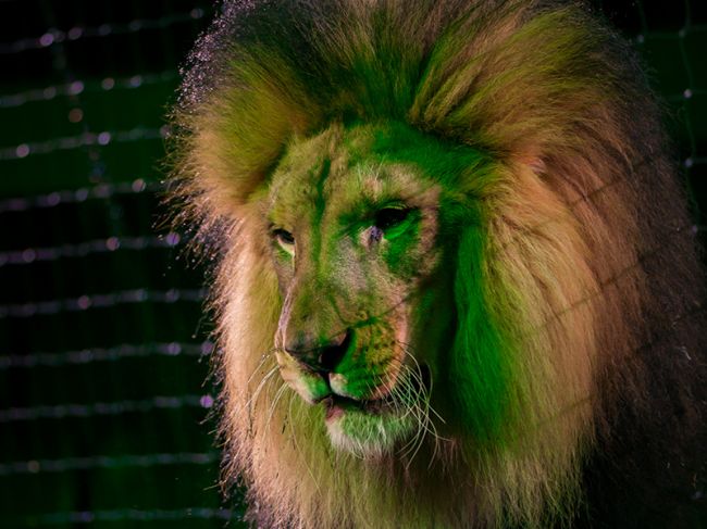 В Пермском цирке представят новое шоу «Белые львы Африки»