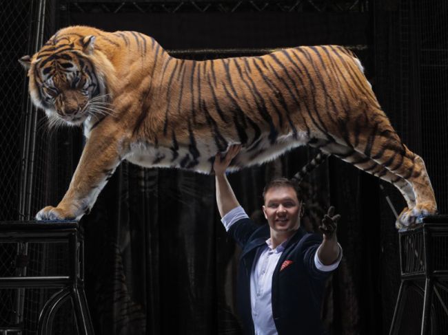 Впервые в Пермском цирке идет шоу «Тигры на земле и в воздухе»