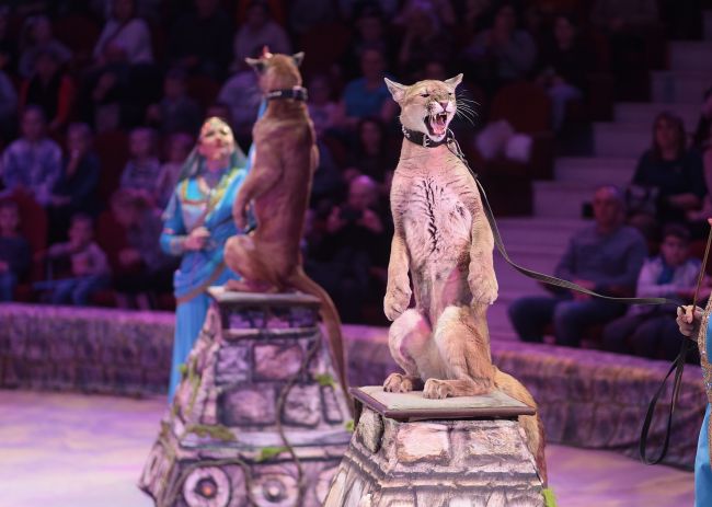 В Пермском цирке стартует новое шоу «Загадка старой игрушки»