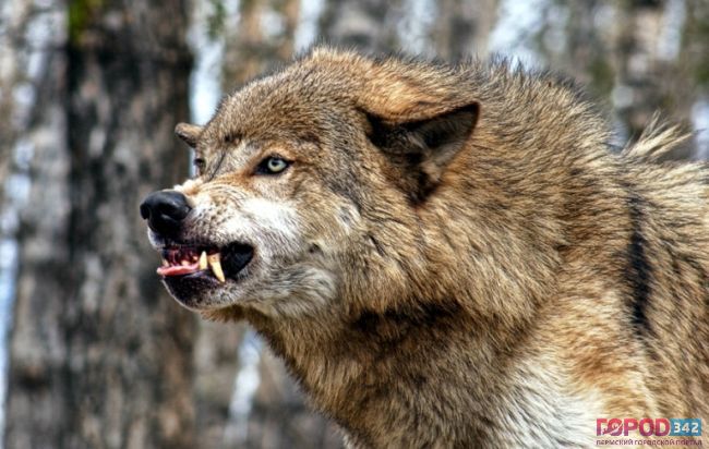 Прикамскую деревню атаковали волки