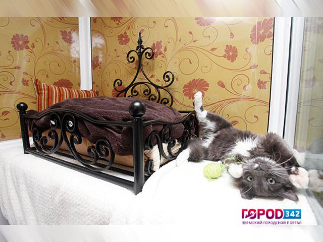 В Перми появился фешенебельный отель для кошек. Со SPA-салоном