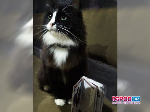 В центре столицы потерялся пермский кот-актер Семен