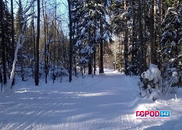 В Черняевском лесу во время лыжной прогулки пермяки нашли ногу человека