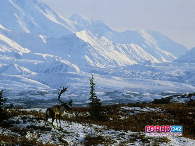 Пермский путешественник Андрей Королев собирается пересечь Аляску на лыжах и велосипеде