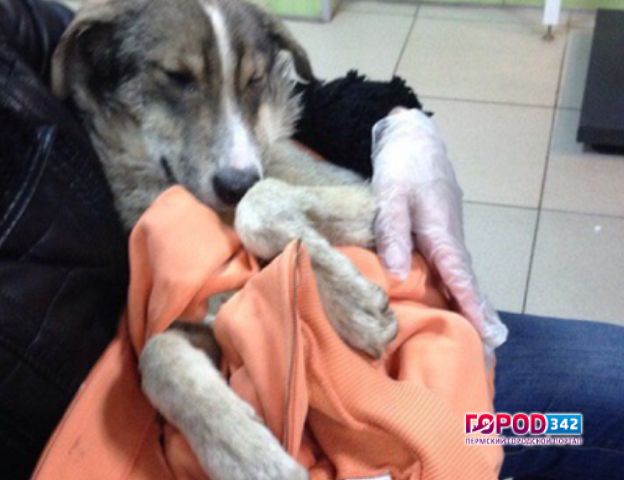В Перми началась проверка по факту жестокого убийства собак в приюте