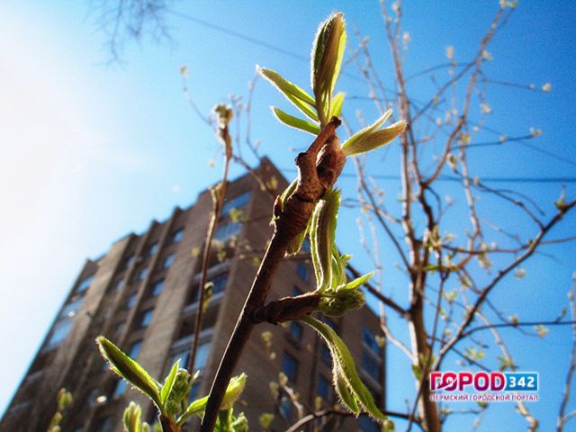 В ближайшие дни в Перми потеплеет до плюс четырнадцати