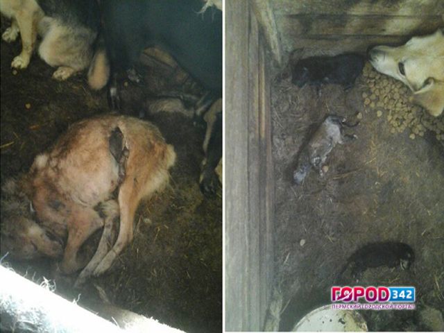 В Перми по факту истязания животных в муниципальном приюте возбудили уголовное дело