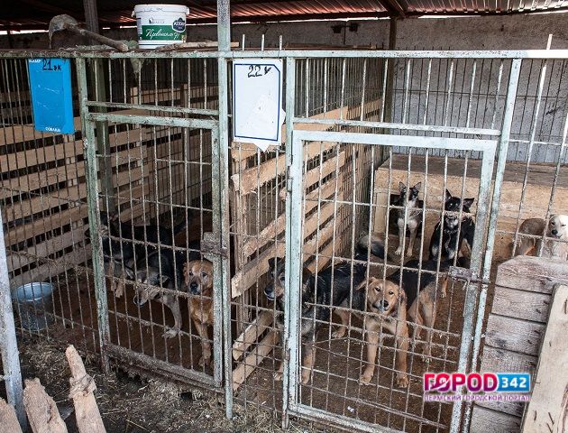В Перми после истории с изнасилованием щенков сменят директора муниципального приюта для бездомных животных