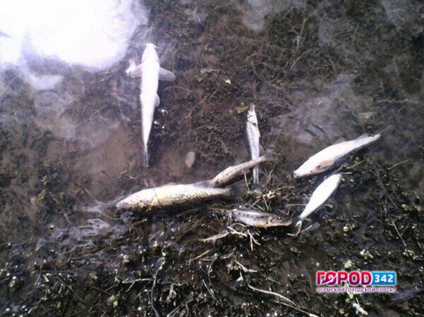 Из-за нарушений на ТЭЦ погибла рыба в реке Лысьва