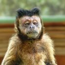Минздрав: Пермский край готов к проникновению оспы обезьян