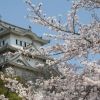 Путешествие в Японию на праздник цветения сакуры