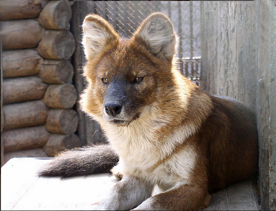 Уссурийские еноты, красные и серые волки — «звезды» аудиогида Пермского зоопарка
