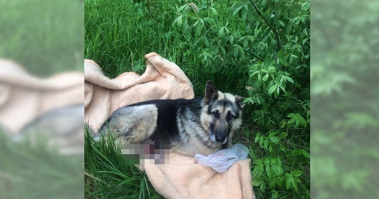 На трассе под Пермью нашли овчарку с отрубленными лапами — пса спасают пермские зоозащитники