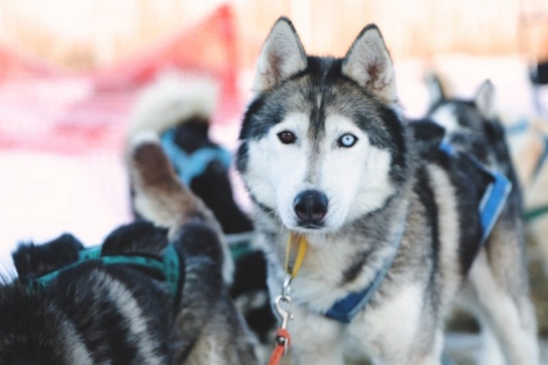 новогодние каникулы 2019 Пермь_ в гости к хаски