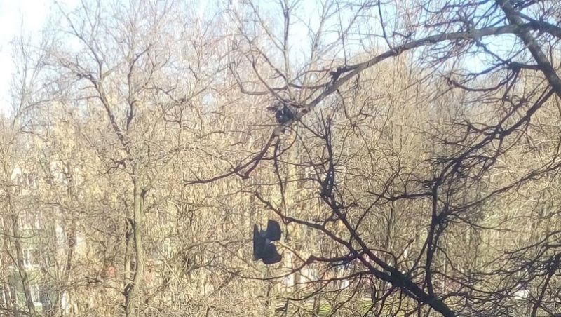 Очередной случай зоосадизма в Перми — живодер связал двух птиц за лапы и выкинул в окно