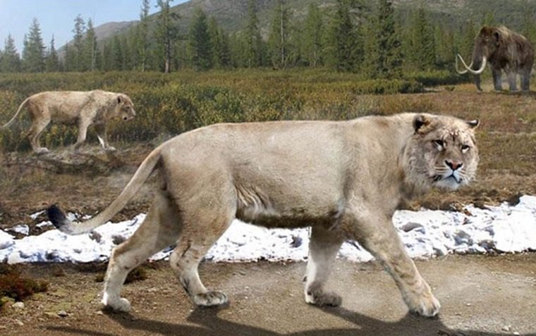 В Пермском крае обнаружили зуб гигантского пещерного льва