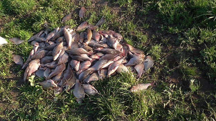 Транспортные полицейские Перми выявили факт незаконной добычи рыбы в период нереста
