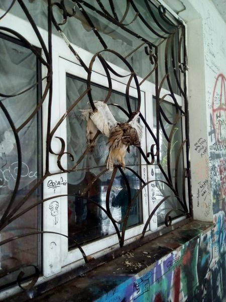 В Кудымкаре Пермского края школьники распяли труп совы