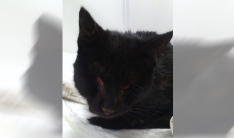 Очередной случай зоосадизма: в Краснокамском районе кошке выдавили глаза и выбили зубы
