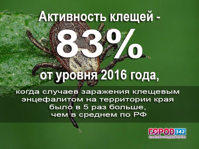 Пермский край. Активность клещей составляет 83% от уровня прошлого года