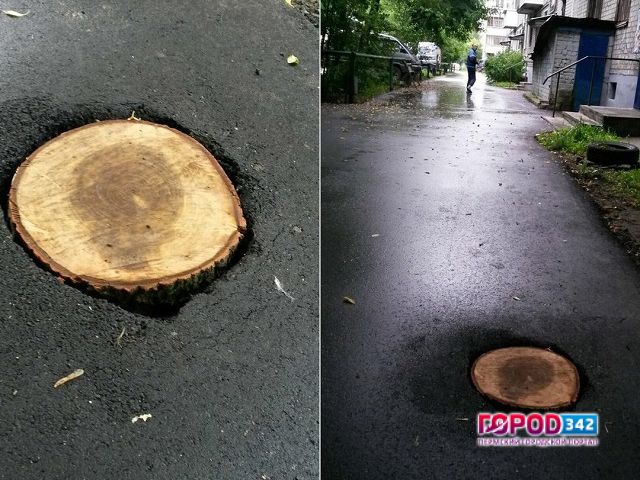 В Пермском крае для ремонта асфальта используют спилы деревьев