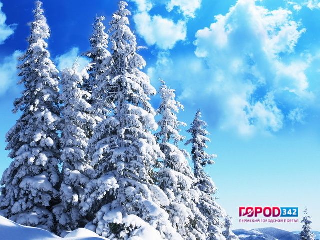 В преддверии нового года в Перми усилили защиту хвойных деревьев