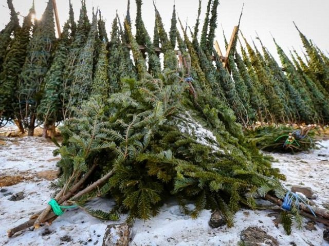 В Перми полиция изъяла более 100 новогодних елок