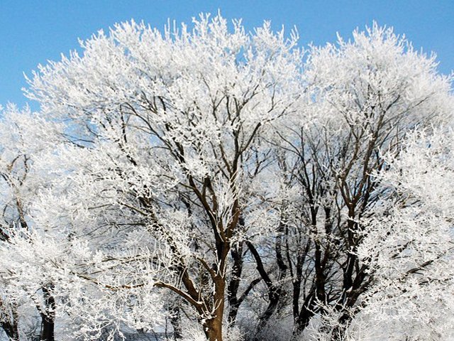 19-21 января в Пермском крае ожидаются сильная изморозь и гололедно-изморозевые отложения