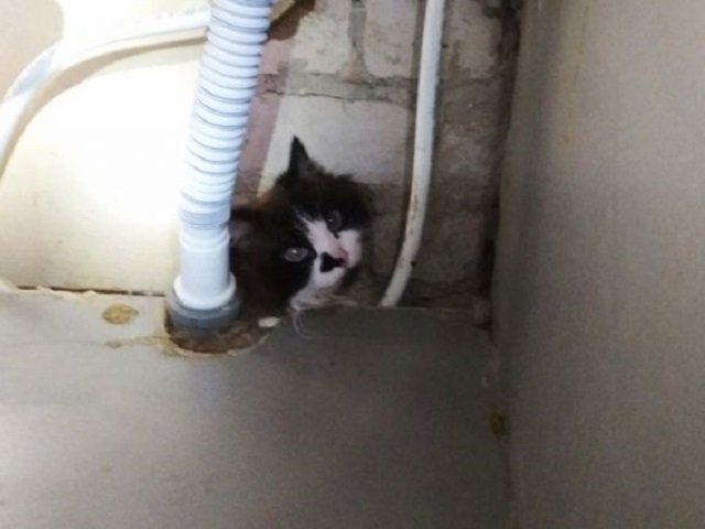 В Перми спасатели вызволили кота, застрявшего под раковиной. Кот не пострадал