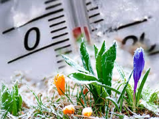С 10 по 12 мая на территории Пермского края ожидаются заморозки до минус трех