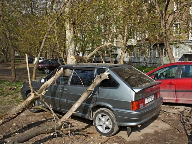 В центре Перми из-за сильного ветра дерево рухнуло на автомобили