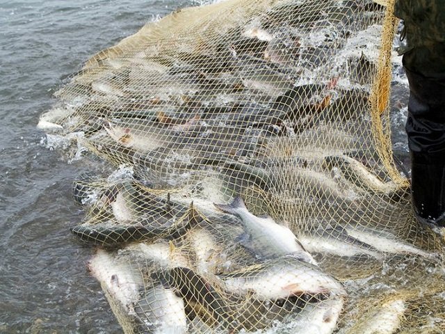 В ходе рейда сотрудники транспортной полиции Прикамья задержали граждан за незаконную ловлю рыбы