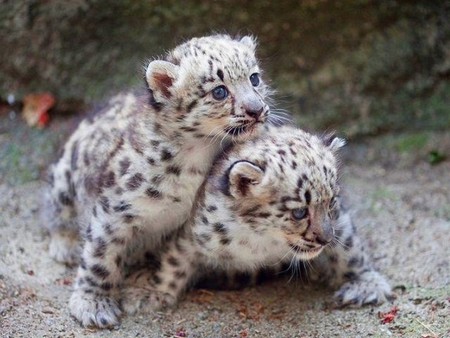 В Пермском зоопарке у ирбисов родились котята. Снежные барсы Весляна и Снежек стали родителями