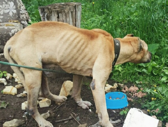 В Перми нашли собаку, привязанную к дереву и оставленную на голодную смерть, сообщил «ВКонтакте» пермский зоозащитник Семен Филипповский