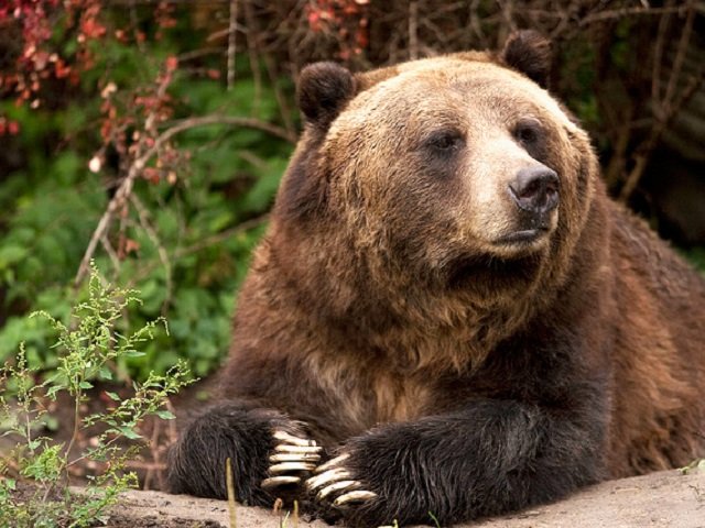 В Пермском крае недалеко от детского загородного лагеря нашли следы медведя