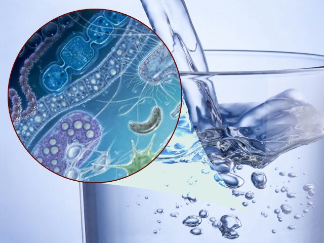 В Перми в не бутилированной воде «Новолядовская» найдены опасные бактерии