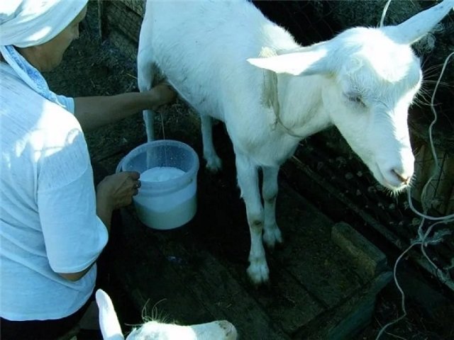 В Пермском крае зарегистрировано 2 случая заболевания КВЭ после употребления сырого козьего молока