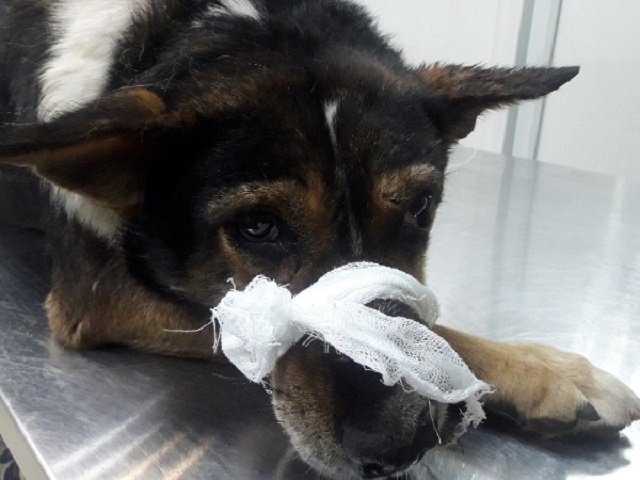 В Курье собаке оторвало лапу: сначала подозревали огнестрел из дробовика, оказалось — подростки забавлялись петардами