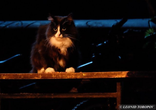 В Перми объявлен кастинг черных котов