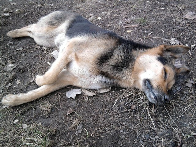 На детской площадке в Перми лежал труп собаки