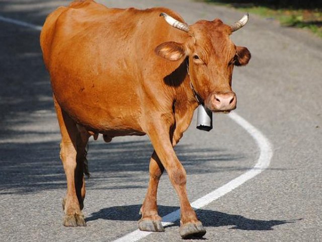 В Прикамье рейсовый автобус насмерть сбил пять коров