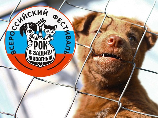 В Перми пройдет благотворительный концерт «Рок в защиту животных»